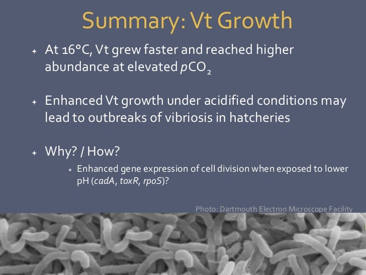 Vibrio tubiashii and Pacific oyster disease susceptibility