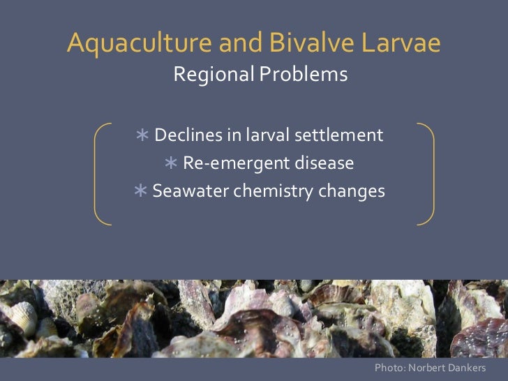 Vibrio tubiashii and Pacific oyster disease susceptibility