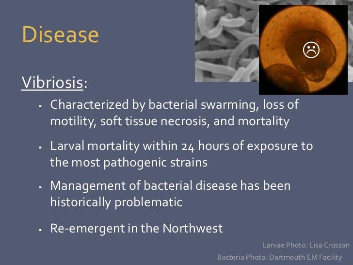 Vibrio tubiashii and Pacific oyster disease susceptibility