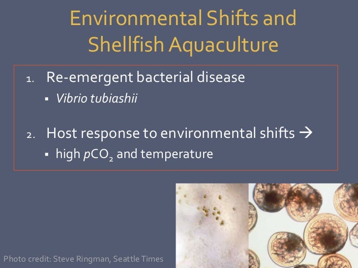 Vibrio tubiashii and Pacific oyster disease susceptibility