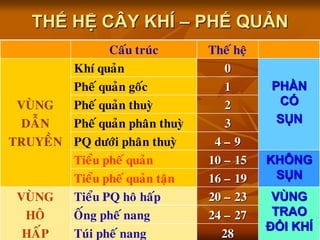 THẾ HỆ CÂY KHÍ – PHẾ QUẢN
Caáu truùc Theá heä
Khí quaûn 0
PHẦN
CÓ
SỤN
Pheá quaûn goác 1
VUØNG Pheá quaûn thuyø 2
DAÃN Pheá quaûn phaân thuyø 3
TRUYEÀN PQ döôùi phaân thuyø 4 – 9
Tieåu pheá quaûn 10 – 15 KHÔNG
SỤNTieåu pheá quaûn taän 16 – 19
VUØNG Tieåu PQ hoâ haáp 20 – 23 VÙNG
TRAO
ĐỔI KHÍ
HOÂ OÁng pheá nang 24 – 27
HAÁP Tuùi pheá nang 28
 