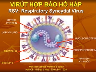 VIRÚT HỢP BÀO HÔ HẤP
RSV: Respiratory Syncytial Virus
Massachusettes Medical Society
Hall CB. N Engl J Med. 2001;344:1928
LỚP VỎ LIPID
PROTEIN G
PHOSPHOPROTEIN
NUCLEOPROTEIN
PROTEIN F
MATRIX
PROTEIN
PROTEIN
KỴ NƯỚC
 