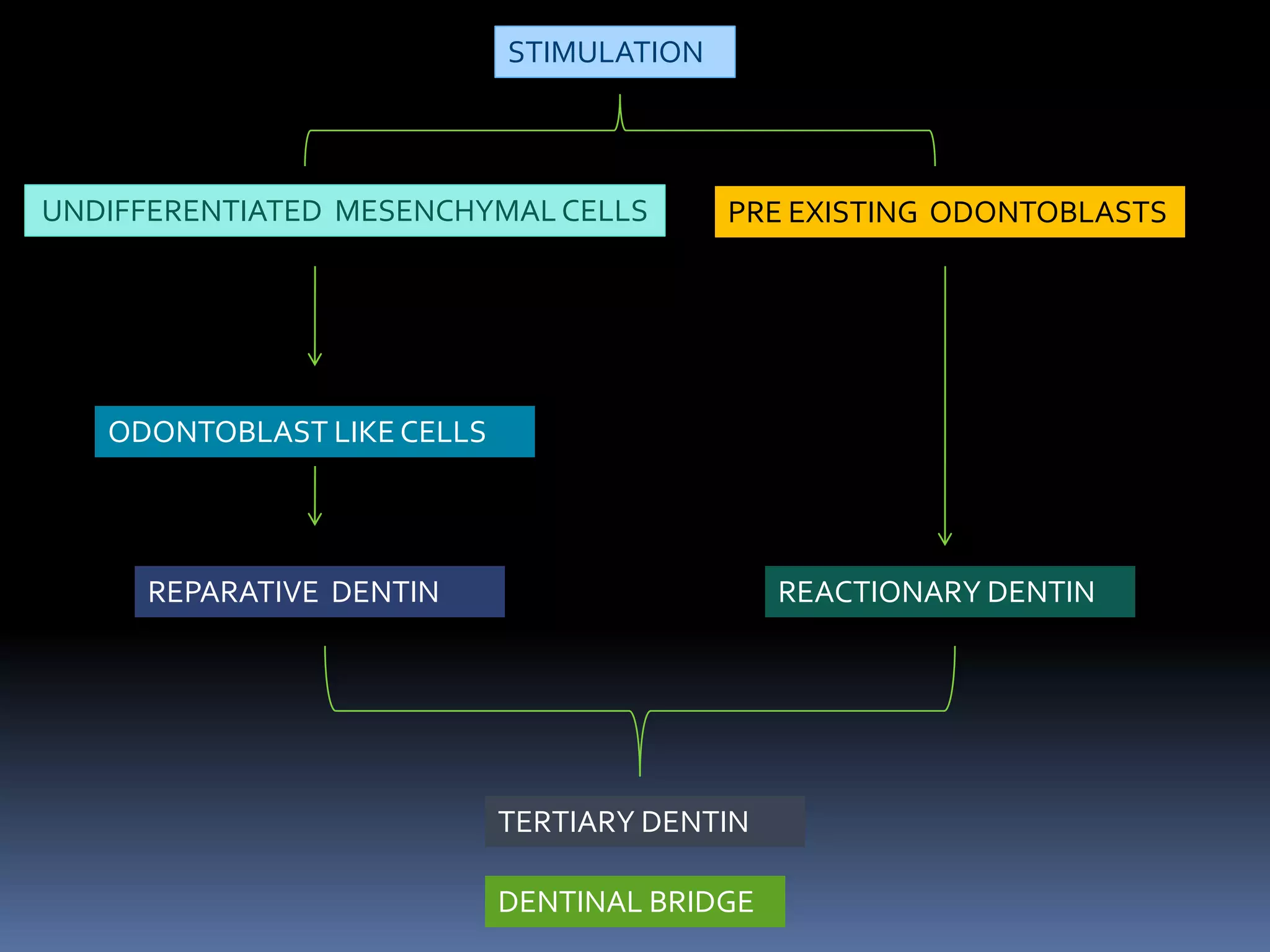STIMULATION

UNDIFFERENTIATED MESENCHYMAL CELLS

PRE EXISTING ODONTOBLASTS

ODONTOBLAST LIKE CELLS

REPARATIVE DENTIN

REACTIONARY DENTIN

TERTIARY DENTIN
DENTINAL BRIDGE

 