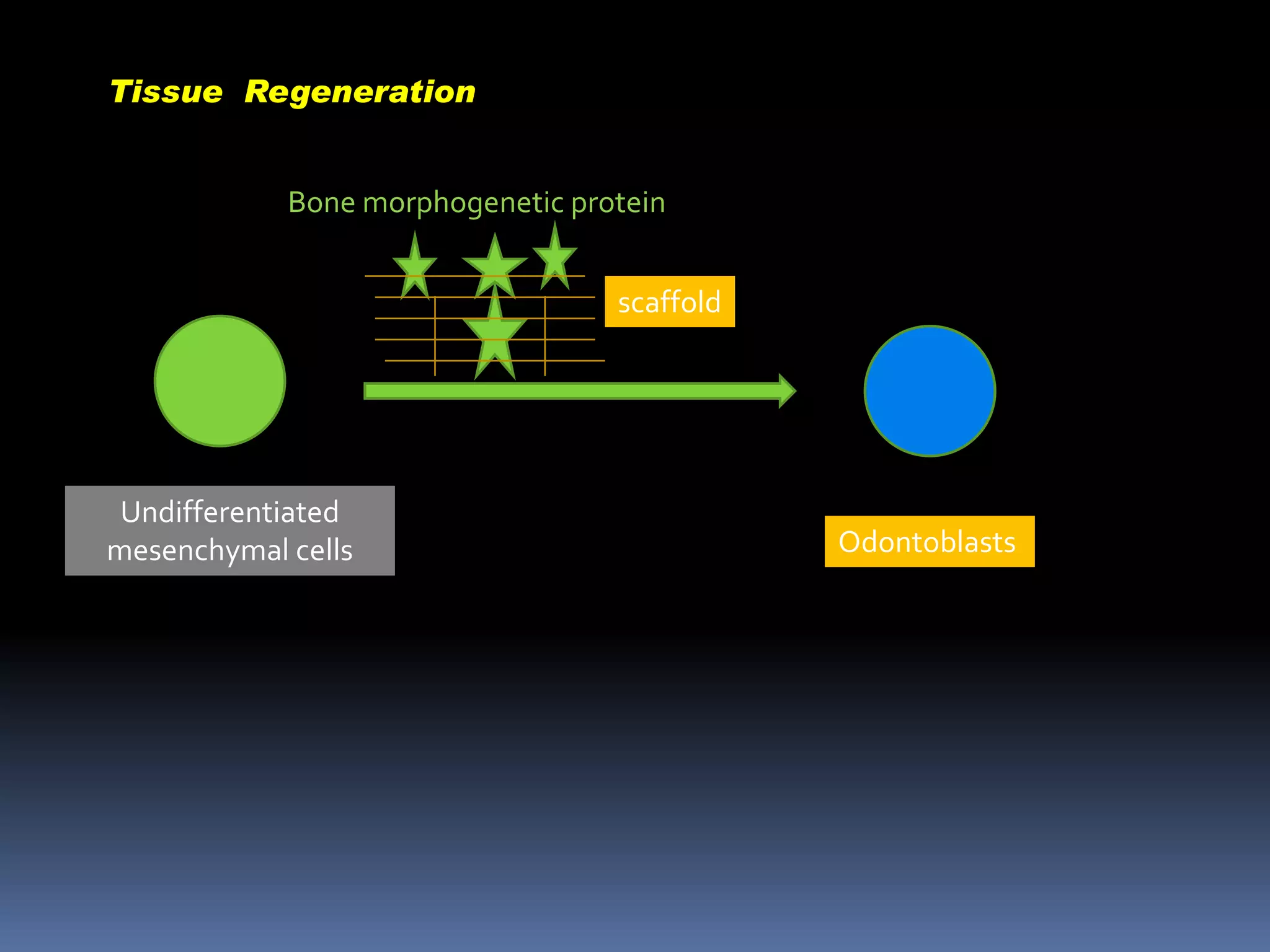 Tissue Regeneration

Bone morphogenetic protein

scaffold

Undifferentiated
mesenchymal cells

Odontoblasts

 