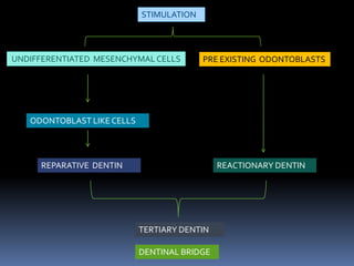 STIMULATION

UNDIFFERENTIATED MESENCHYMAL CELLS

PRE EXISTING ODONTOBLASTS

ODONTOBLAST LIKE CELLS

REPARATIVE DENTIN

REACTIONARY DENTIN

TERTIARY DENTIN
DENTINAL BRIDGE

 