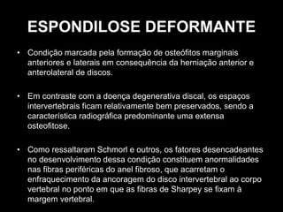 ESPONDILOSE DEFORMANTE
• Condição marcada pela formação de osteófitos marginais
anteriores e laterais em consequência da herniação anterior e
anterolateral de discos.
• Em contraste com a doença degenerativa discal, os espaços
intervertebrais ficam relativamente bem preservados, sendo a
característica radiográfica predominante uma extensa
osteofitose.
• Como ressaltaram Schmorl e outros, os fatores desencadeantes
no desenvolvimento dessa condição constituem anormalidades
nas fibras periféricas do anel fibroso, que acarretam o
enfraquecimento da ancoragem do disco intervertebral ao corpo
vertebral no ponto em que as fibras de Sharpey se fixam à
margem vertebral.
 