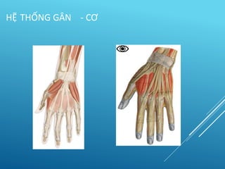 HỆ THỐNG GÂN - CƠ
 