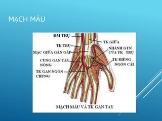 MẠCH MÁU
 