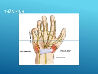 -- - • - UPERFICIAL BRANCH
OF RADIAL NERVE
MEDIAN NERVE
---
THẦN KINH
 