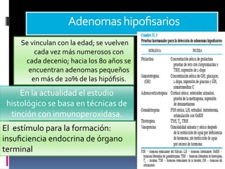 Adenomashipoﬁsarios
Se vinculan con la edad; se vuelven
cada vez más numerosos con
cada decenio; hacia los 80 años se
encuentran adenomas pequeños
en más de 20% de las hipóﬁsis.
El estímulo para la formación:
insuﬁciencia endocrina de órgano
terminal
En la actualidad el estudio
histológico se basa en técnicas de
tinción con inmunoperoxidasa.
 