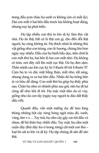  
 
VŨ TRỤ VÀ CON NGƯỜI * QUYỂN  I            158 
 
trong đầu (con cháu họ sanh ra không còn có mắt ấy). 
Hai con mắt ở hai bên đầu trước kia không hoạt động, 
nhưng nay lại phát triển. 
  Họ tập nhiều con thú to lớn dị kỳ làm thú vật 
nhà. Họ ăn thịt, bất cứ là thịt con gì, cho đến đỗi thịt 
người, họ cũng không từ. Họ thích nhứt là những thú 
vật giống như con trùng, con ốc hương, chúng lớn hơn 
ngày nay nhiều. Đầu của họ hình bầu dục, trên chót là 
con mắt thứ ba, hai bên là hai con mắt nhỏ. Họ không 
có trán, nơi đây nổi lên một cục thịt. Da họ đen sậm. 
Thân mình cao lớn cực kỳ từ 3 thước 65 tới 4 thước 57. 
Càm họ to và dài, mặt bằng thán, mắt nhỏ, rất sáng, 
nhưng dang ra xa hai bên đầu. Nhân đó họ trông bên 
tả và hữu dễ dàng. Con mắt thứ ba giúp họ thấy phía 
sau. Chân họ như có nhánh phía sau gót, nên họ đi lui 
cũng dễ như khi đi tới. Họ mặc một tấm da có vảy, 
giống như da con tây (ngày nay người ta đào đất thấy 
dấu vết). 
  Quanh  đầu,  vấn  một  miếng  da;  để  treo  lòng 
thòng những hột cây rừng bóng ngời màu đỏ, xanh, 
vàng, tím v.v… Tay trái, họ cầm cây gậy cao tới đầu và 
nhọn, để hộ thân hay chiến đấu. Tay mặt, họ cầm một 
cuộn dây (thứ dây leo ở trong rừng) cột một con thú – 
loại bò sát to lớn và dị kỳ. Họ tập chúng đi săn để săn 
thịt. 
 