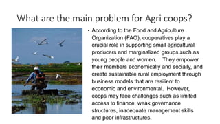 What are the main problem for Agri coops?
• According to the Food and Agriculture
Organization (FAO), cooperatives play a
crucial role in supporting small agricultural
producers and marginalized groups such as
young people and women. They empower
their members economically and socially, and
create sustainable rural employment through
business models that are resilient to
economic and environmental. However,
coops may face challenges such as limited
access to finance, weak governance
structures, inadequate management skills
and poor infrastructures.
 