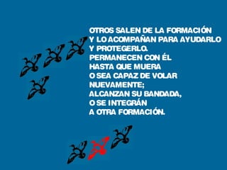 OTROS SALEN DE LA FORMACIÓN
Y LOACOMPAÑAN PARA AYUDARLO
Y PROTEGERLO.
PERMANECEN CON ÉL
HASTA QUE MUERA
OSEA CAPAZ DE VOLAR
NUEVAMENTE;
ALCANZAN SU BANDADA,
OSE INTEGRÁN
A OTRA FORMACIÓN.
 