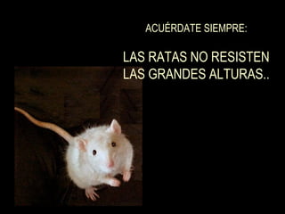 ACUÉRDATE SIEMPRE:

LAS RATAS NO RESISTEN
LAS GRANDES ALTURAS..
 