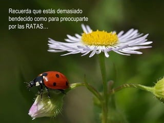Recuerda que estás demasiado
bendecido como para preocuparte
por las RATAS…
 