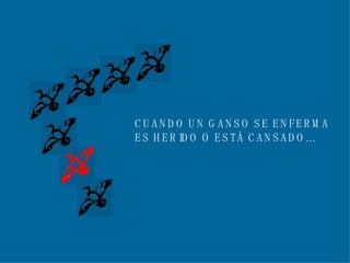 CUANDO UN GANSO SE ENFERMA ES HERIDO O ESTÁ CANSADO... 