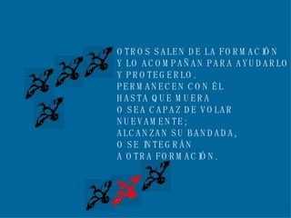 OTROS SALEN DE LA FORMACIÓN Y LO ACOMPAÑAN PARA AYUDARLO Y PROTEGERLO. PERMANECEN CON ÉL  HASTA QUE MUERA O SEA CAPAZ DE VOLAR  NUEVAMENTE; ALCANZAN SU BANDADA,  O SE INTEGRÁN A OTRA FORMACIÓN. 
