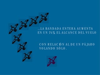 ...LA BANDADA ENTERA AUMENTA EN UN 71% EL ALCANCE DEL VUELO CON RELACIÓN AL DE UN PÁJARO VOLANDO SÓLO. 