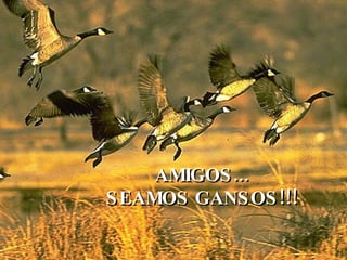 Vuelo De  Los Gansos