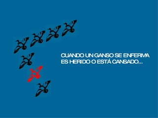 CUANDO UN GANSO SE ENFERMA ES HERIDO O ESTÁ CANSADO... 