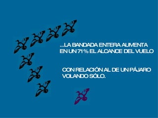 ...LA BANDADA ENTERA AUMENTA EN UN 71% EL ALCANCE DEL VUELO CON RELACIÓN AL DE UN PÁJARO VOLANDO SÓLO. 