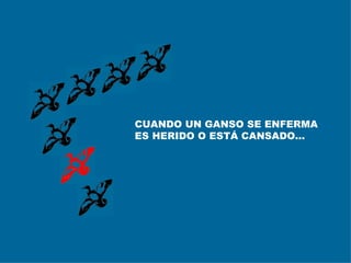 CUANDO UN GANSO SE ENFERMA ES HERIDO O ESTÁ CANSADO... 