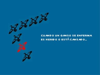 CUANDO UN GANSO SE ENFERMA ES HERIDO O ESTÁ CANSADO... 