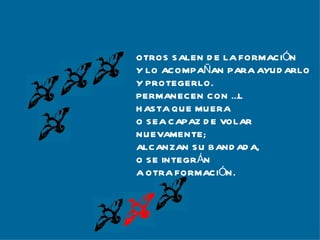 OTROS SALEN DE LA FORMACIÓN Y LO ACOMPAÑAN PARA AYUDARLO Y PROTEGERLO. PERMANECEN CON ÉL  HASTA QUE MUERA O SEA CAPAZ DE VOLAR  NUEVAMENTE; ALCANZAN SU BANDADA,  O SE INTEGRÁN A OTRA FORMACIÓN. 