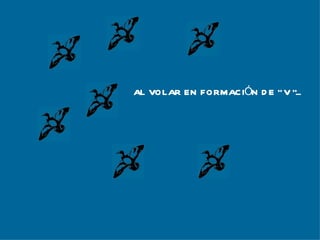 AL VOLAR EN FORMACIÓN DE “ V ”... 