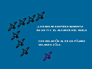 ...LA BANDADA ENTERA AUMENTA EN UN 71% EL ALCANCE DEL VUELO CON RELACIÓN AL DE UN PÁJARO VOLANDO SÓLO. 