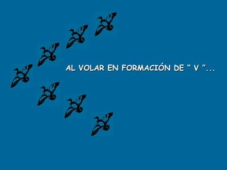 AL VOLAR EN FORMACIÓN DE “ V ”...
 