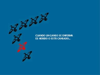 CUANDO UN GANSO SE ENFERMA ES HERIDO O ESTÁ CANSADO... 