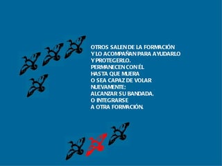 OTROS SALEN DE LA FORMACIÓN Y LO ACOMPAÑAN PARA AYUDARLO Y PROTEGERLO. PERMANECEN CON ÉL  HASTA QUE MUERA O SEA CAPAZ DE VOLAR  NUEVAMENTE; ALCANZAR SU BANDADA,  O INTEGRARSE A OTRA FORMACIÓN. 