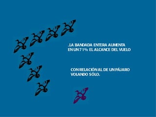 ... LA BANDADA ENTERA AUMENTA EN UN 71% EL ALCANCE DEL VUELO CON RELACIÓN AL DE UN PÁJARO VOLANDO SÓLO. 