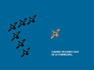 CUANDO UN GANSO SALE  DE LA FORMACIÓN... 