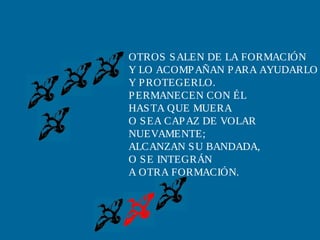 OTROS S ALEN DE LA FORMACIÓN
Y LO ACOMP AÑAN P ARA AYUDARLO
Y P ROTEGERLO.
P ERMANECEN CON ÉL
HAS TA QUE MUERA
O S EA CAP AZ DE VOLAR
NUEVAMENTE;
ALCANZAN S U BANDADA,
O S E INTEGRÁN
A OTRA FORMACIÓN.
 