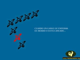 CUANDO UN GANS O S E ENFERMA
ES HERIDO O ES TÁ CANS ADO...
 