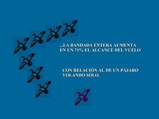 ...LA BANDADA ENTERA AUMENTA EN UN 71% EL ALCANCE DEL VUELO CON RELACIÓN AL DE UN PÁJARO VOLANDO SÓLO. 