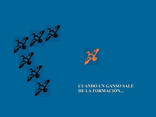 CUANDO UN GANSO SALE  DE LA FORMACIÓN... 