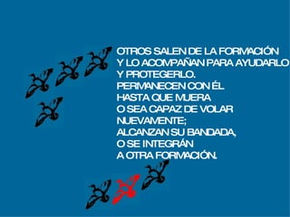 OTROS SALEN DE LA FORMACIÓN Y LO ACOMPAÑAN PARA AYUDARLO Y PROTEGERLO. PERMANECEN CON ÉL  HASTA QUE MUERA O SEA CAPAZ DE VOLAR  NUEVAMENTE; ALCANZAN SU BANDADA,  O SE INTEGRÁN A OTRA FORMACIÓN. 