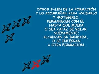 OTROS SALEN DE LA FORMACIÓN
Y LO ACOMPAÑAN PARA AYUDARLO
Y PROTEGERLO.
PERMANECEN CON ÉL
HASTA QUE MUERA
O SEA CAPAZ DE VOLAR
NUEVAMENTE;
ALCANZAN SU BANDADA,
O SE INTEGRAN
A OTRA FORMACIÓN.
 