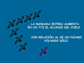 ...LA BANDADA ENTERA AUMENTA
EN UN 71% EL ALCANCE DEL VUELO
CON RELACIÓN AL DE UN PÁJARO
VOLANDO SÓLO.
 