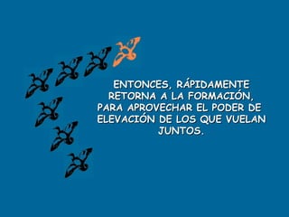 ENTONCES, RÁPIDAMENTE RETORNA A LA FORMACIÓN, PARA APROVECHAR EL PODER DE  ELEVACIÓN DE LOS QUE VUELAN JUNTOS. 