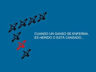 CUANDO UN GANSO SE ENFERMA,
ES HERIDO O ESTÁ CANSADO...
 
