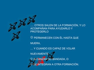 … OTROS SALEN DE LA FORMACIÓN, Y LO
ACOMPAÑAN PARA AYUDARLO Y
PROTEGERLO
 PERMANECEN CON ÉL HASTA QUE
MUERA,
… Y CUANDO ES CAPAZ DE VOLAR
NUEVAMENTE
 ALCANZAN SU BANDADA, O
 SE INTEGRAN A OTRA FORMACIÓN.
 