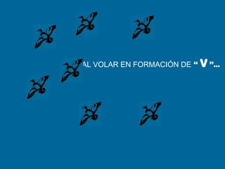 AL VOLAR EN FORMACIÓN DE “ V”...
 