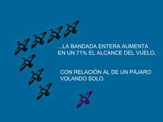 ...LA BANDADA ENTERA AUMENTA
EN UN 71% EL ALCANCE DEL VUELO,
CON RELACIÓN AL DE UN PÁJARO
VOLANDO SOLO.
 