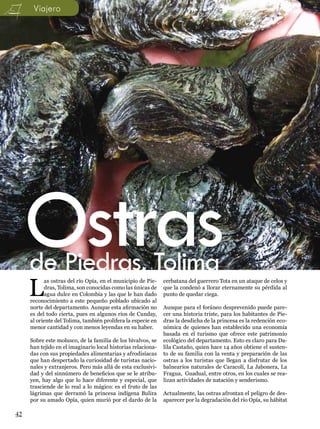 Viajero




     Ostras
     de Piedras, Tolima
     L
           as ostras del río Opía, en el municipio de Pie-    cerbatana del guerrero Tota en un ataque de celos y
           dras, Tolima, son conocidas como las únicas de     que la condenó a llorar eternamente su pérdida al
           agua dulce en Colombia y las que le han dado       punto de quedar ciega.
     reconocimiento a este pequeño poblado ubicado al
     norte del departamento. Aunque esta afirmación no        Aunque para el foráneo desprevenido puede pare-
     es del todo cierta, pues en algunos ríos de Cunday,      cer una historia triste, para los habitantes de Pie-
     al oriente del Tolima, también prolifera la especie en   dras la desdicha de la princesa es la redención eco-
     menor cantidad y con menos leyendas en su haber.         nómica de quienes han establecido una economía
                                                              basada en el turismo que ofrece este patrimonio
     Sobre este molusco, de la familia de los bivalvos, se    ecológico del departamento. Esto es claro para Da-
     han tejido en el imaginario local historias relaciona-   lila Castaño, quien hace 14 años obtiene el susten-
     das con sus propiedades alimentarias y afrodisíacas      to de su familia con la venta y preparación de las
     que han despertado la curiosidad de turistas nacio-      ostras a los turistas que llegan a disfrutar de los
     nales y extranjeros. Pero más allá de esta exclusivi-    balnearios naturales de Caracolí, La Jabonera, La
     dad y del sinnúmero de beneficios que se le atribu-      Fragua, Guadual, entre otros, en los cuales se rea-
     yen, hay algo que lo hace diferente y especial, que      lizan actividades de natación y senderismo.
     trasciende de lo real a lo mágico: es el fruto de las
     lágrimas que derramó la princesa indígena Bulira         Actualmente, las ostras afrontan el peligro de des-
     por su amado Opía, quien murió por el dardo de la        aparecer por la degradación del río Opía, su hábitat

42
 