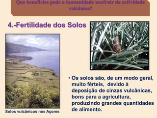 Que benefícios pode a humanidade usufruir da actividade
vulcânica?
Solos vulcânicos nos Açores
• Os solos são, de um modo geral,
muito férteis, devido à
deposição de cinzas vulcânicas,
bons para a agricultura,
produzindo grandes quantidades
de alimento.
4.-Fertilidade dos Solos
 