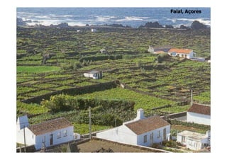 Faial, Açores
 